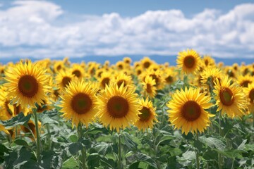 Sunflowers, JAPAN. Field of blooming sunflowers on a background blue sky. MZ 
