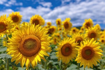 Sunflowers, JAPAN. Field of blooming sunflowers on a background blue sky. MZ 