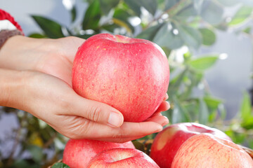 Fresh Red Fuji Apple from Shanxi Luochuan China Hand Holding Premium Quality Fruit Showcase