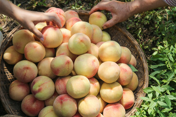 Fresh picked peaches in wicker basket - organic fruit harvest from Yangshan orchard
