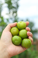 Fresh Green Plums in Hands - Organic Fruit Harvest Concept