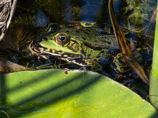 Frosch