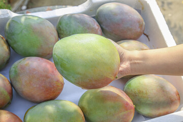 Fresh Ripe Mango Selection at Panzhihua Market Display - Hand Holding Tropical Fruit