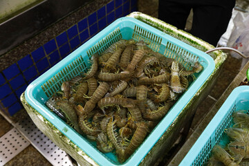 Fresh Mantis Shrimp in Market Baskets - Premium Seafood Display for Culinary Use