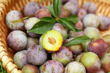 Fresh Ripe Plums in Wicker Basket with Cut Fruit Showing Pit - Healthy Organic Stone Fruit Harvest