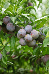 Ripe Plums Growing on Tree Branch - Fresh Stone Fruit Ready for Picking