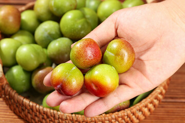 Farmer Hand Holding Fresh Red Green Plums from Basket - Ripe Stone Fruit Harvest Display