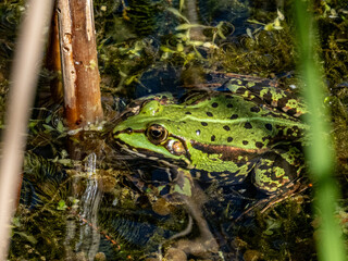 Frosch