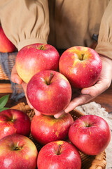 Fresh Red Fuji Apples in Hands Above Wicker Basket - Organic Farm Fruit Harvest