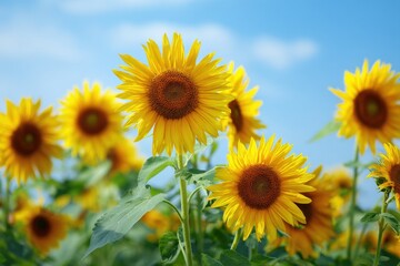 Sunflowers, JAPAN. Field of blooming sunflowers on a background blue sky. MZ 