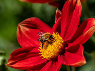 Dahlien © Peter