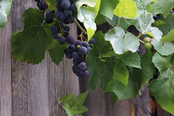 The grapes are ripening in the garden