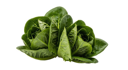 Isolated Lettuce