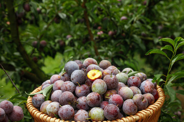 Fresh Sichuan Plums in Basket - Hand-Picked Red Fruit Harvest from Chinese Orchard
