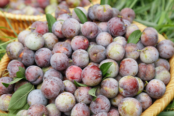 Fresh Red Purple Plums in Wicker Basket - Organic Stone Fruit Harvest Display