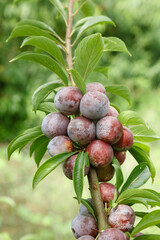 Red Plums Growing on Tree Branch Ready for Picking Harvest in Orchard