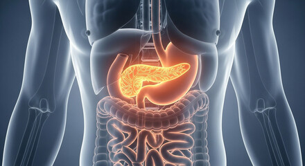 Anatomical illustration of the human pancreas and digestive system, highlighted in orange