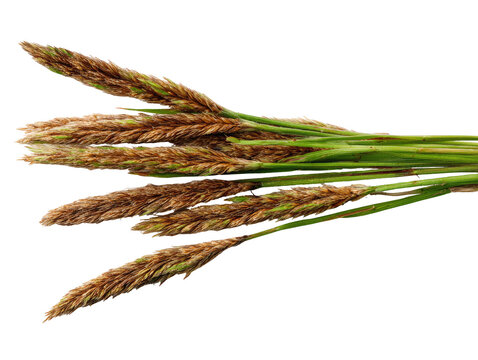 Close-up of bunch of dried grasses