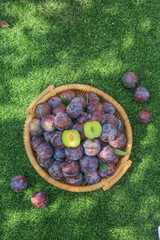Fresh Sweet Plums in Wicker Basket on Green Grass - Summer Fruit Harvest