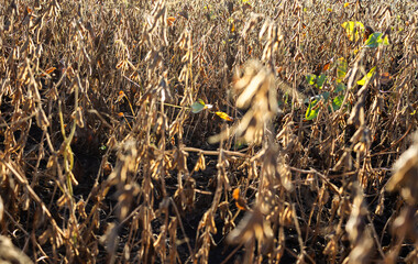 Ripe soybeans close-up before harvest