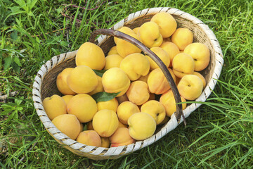Fresh Yellow Peaches in Wicker Basket on Grass - Summer Fruit Harvest