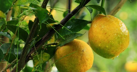 A scene of abundant harvest, with citrus fruits accumulating in the orchard - Powered by Adobe