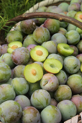 Fresh Green Plums in Wicker Basket at Sichuan Farmers Market During May Harvest Season