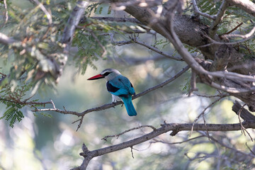 Woodland Kingfisher, Eastern Cape, South Africa
