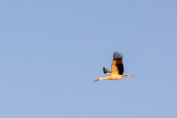 European stork, Mashatu, Botswana