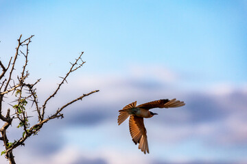 Southern Carmine Bee-eater, Mashatu, Botswana