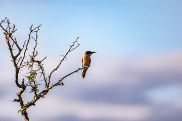Southern Carmine Bee-eater, Mashatu, Botswana
