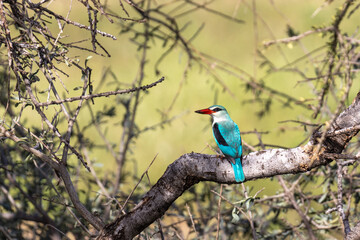 Woodland Kingfisher, Mashatu, Botswana