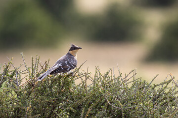 Great spotted cuckoo, Mashatu, Botswana