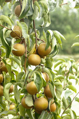 Ripe Yellow Pears Growing on Tree Branch in Orchard Ready for Harvest