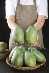 Fresh Green Mangoes in Hands - Tropical Fruit Harvest from Sichuan Panzhihua Region