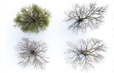 Four realistic tree-top views with branches, two green and one dry at different angles, on a white background
