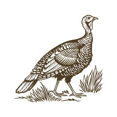 Vintage Engraved Turkey Bird Illustration | Antique Thanksgiving Vector