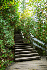 Obraz premium Wooden staircase leading through a lush green forest trail in Gatineau Park, Quebec, Canada, during autumn.