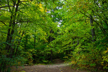 Obraz premium Forest trail through Gatineau Park, Quebec, Canada in autumn
