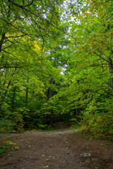 Forest trail through Gatineau Park, Quebec, Canada in autumn