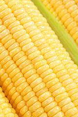 Fresh Sweet Yellow Corn Cobs with Tender Kernels and Green Husks - Savory Vegetable Produce