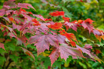 Autumn forest in Gatineau Park, Ottawa, Canada