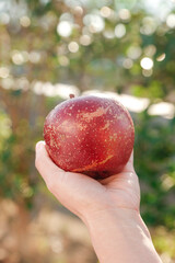 Fresh Red Apple from Xinjiang China Held in Hand with Natural Green Background