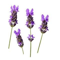 Fototapete Krankenhaus Lavender Sprigs with Purple Blossoms on White Background  © silver