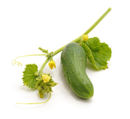 Green cucumber with leaves and flower.