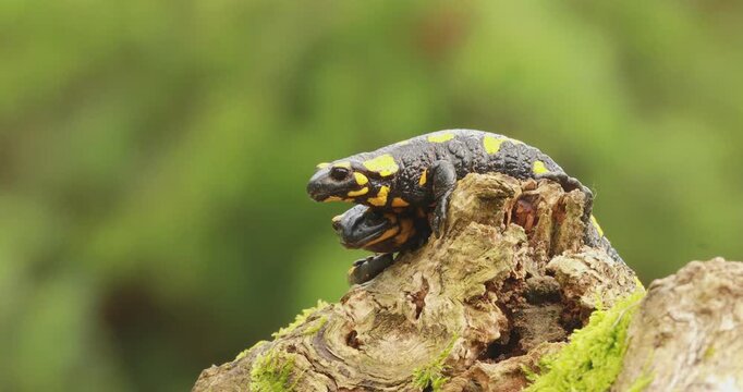 Two fire salamanders (Salamandra salamandra) perched on top of a mossy tree stump on a rainy day