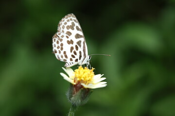 Castalius rosimon rosimon, commonly known as the Common Pierrot, is a small butterfly from the Lycaenidae family. It features white wings marked with dark brown or black spots and lines.