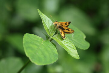 A close-up photograph of a skipper butterfly with orange-yellow wings patterned with black spots and distinct hooked antennae. It is perched on a green leaf in its natural tropical habitat,