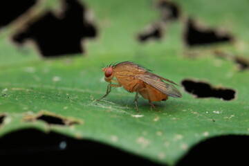  This image shows a fruit fly (Drosophila melanogaster), a small vinegar fly with red eyes and brown body. Adults commonly perch on leaves or near natural food sources like ripe or decaying fruits.