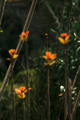 Macro Photography, Blossom, Spring, Garden